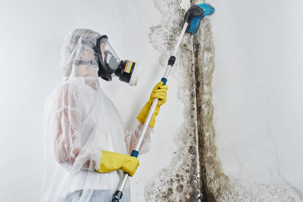 Best Mold Damage Repair  in Waialua, HI