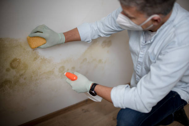 Best Best Mold Removal Companies  in Waialua, HI